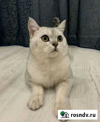 Шотландец в поисках невесты Казань - изображение 1