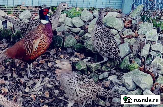 Фазаны самцы и самки Калуга - изображение 1