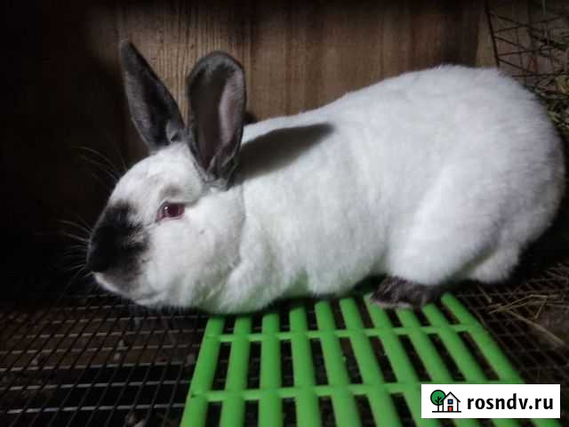 Калифорнийские самки и самцы на племя Бийск - изображение 1