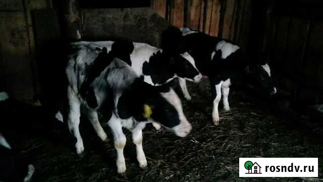 Телки бычки Аксубаево - изображение 1