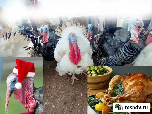 Индюк на Рождество и Новый год Москва - изображение 1