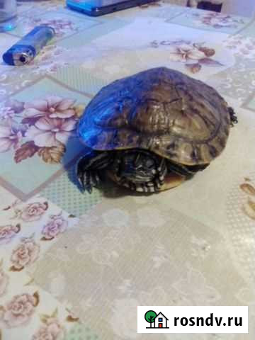 Красноухая черепаха Пугачев - изображение 1