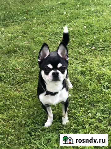 Кобель Чихуахуа Вязка Дубна - изображение 1