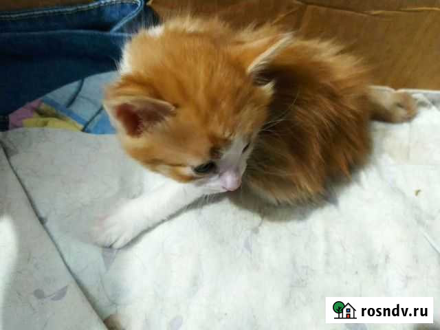 Котята в дар Егорьевск - изображение 1