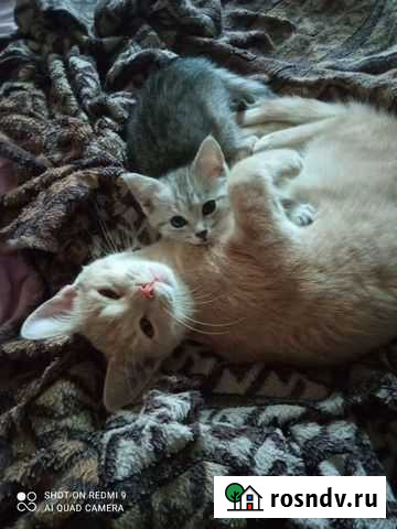 Кот Персик Астрахань - изображение 1