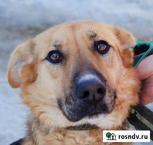 Пальма 2,5 года. Стерилизована. Привезём на испыт Краснодар - изображение 1