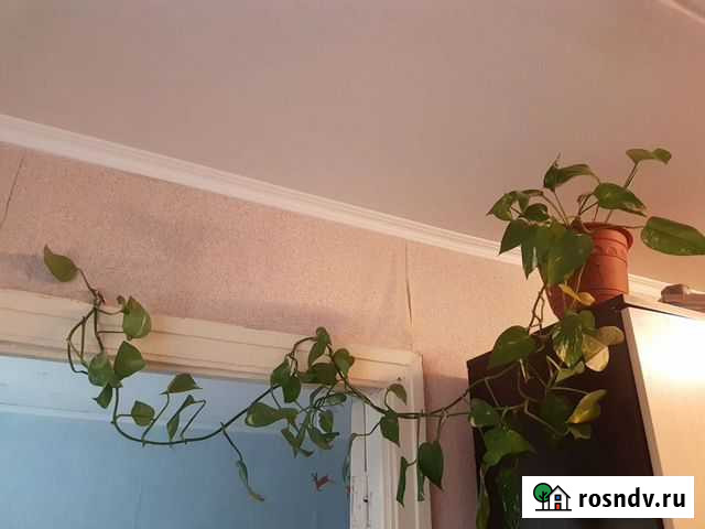 Комнатные цветы Снежинск - изображение 1