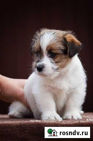 Роскошные щенки дрт Казань - изображение 1