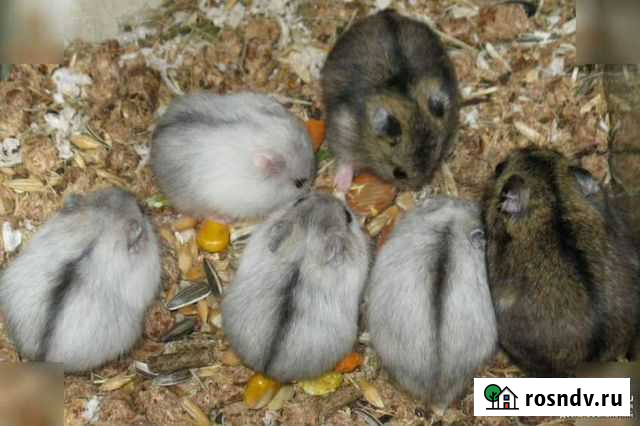 Джунгарский хомяк Чистополь - изображение 1