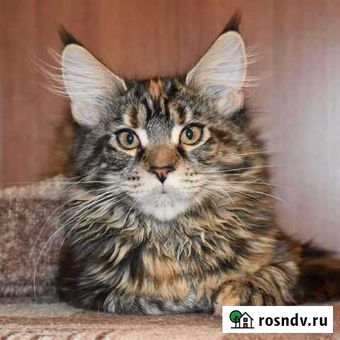 Мейн-кун Раменское - изображение 1