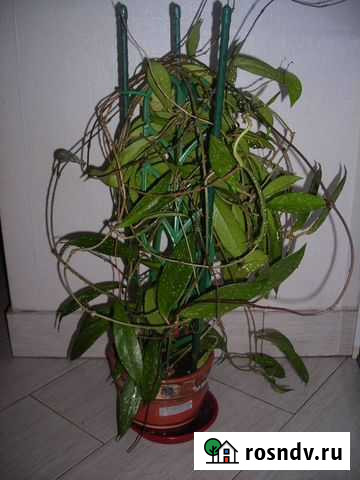 Хойя Пубикаликс Королев - изображение 1