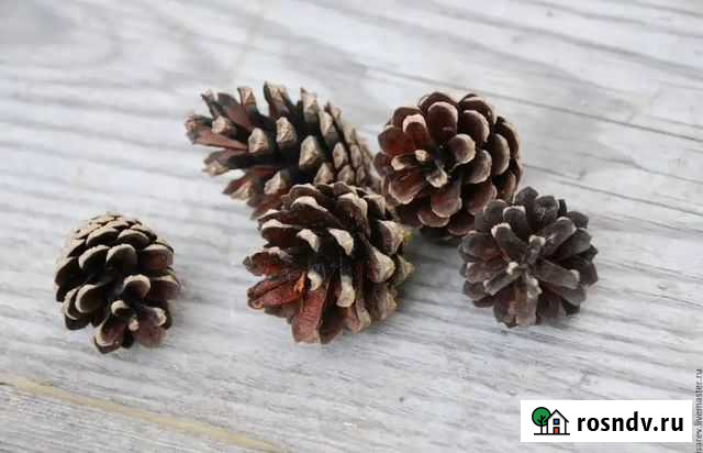 Шишки лесные. Цена за 500 шт Мурино - изображение 1