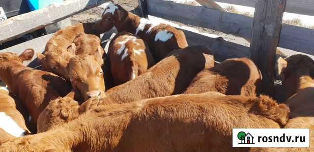 Бычки на откорм Чаны - изображение 1