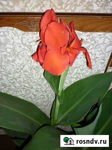 Канны Тамбов - изображение 1