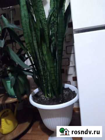 Сансевиерия Курск - изображение 1