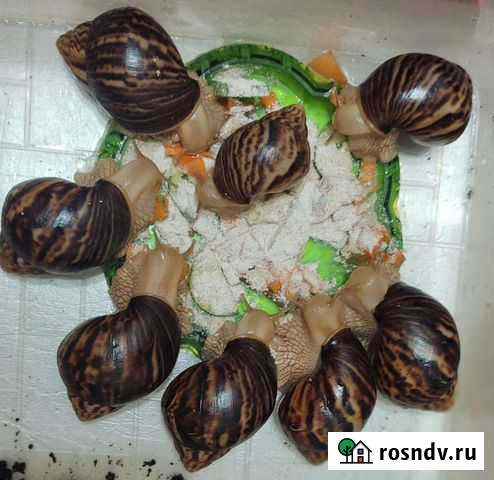 Улитки ахатины Владимир - изображение 1