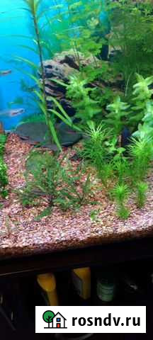 Аквариум ferplasf 190л с тумбой Новокузнецк - изображение 1