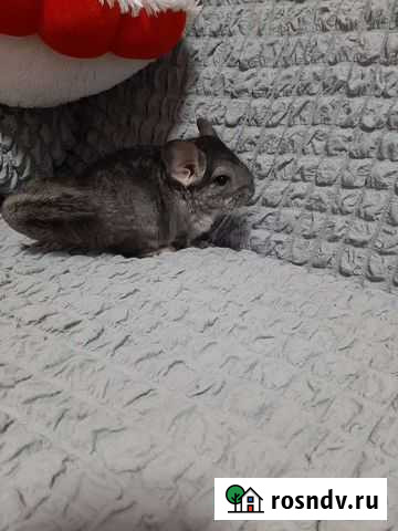 Шиншиллы чёрный жемчуг и носители чж Армавир - изображение 1