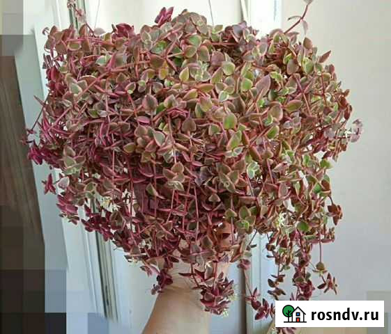 Крассула/толстянка черенки Брянск - изображение 1