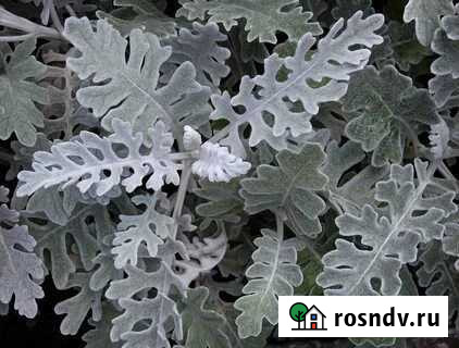 Растение Цинерария серебристая войлочная Санкт-Петербург - изображение 1