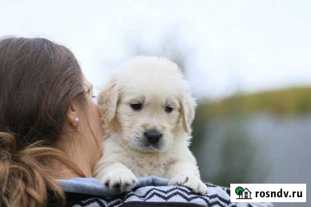 Золотистый Ретривер Нижний Новгород - изображение 1