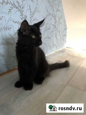 Котята мейн-кун Москва - изображение 1