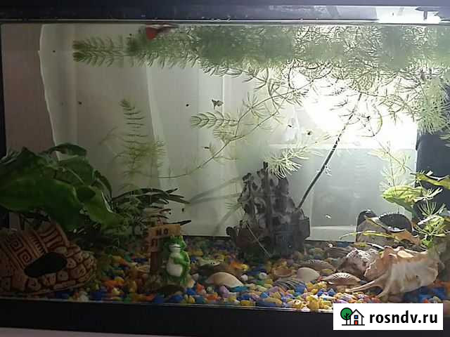 Гуппи Дубна - изображение 1