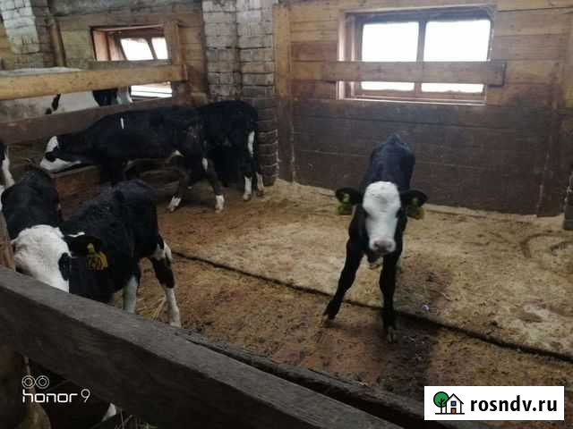 Бычки и тёлочки ярославской белоголовой пароды и ш Екатеринбург - изображение 1