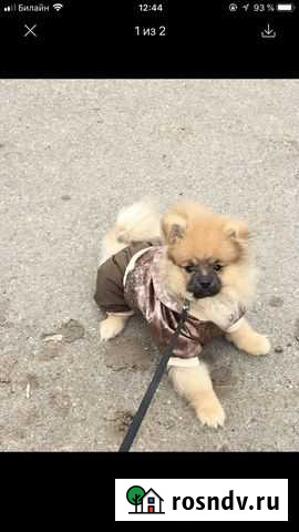 Комбез для собаки Красногорск - изображение 1