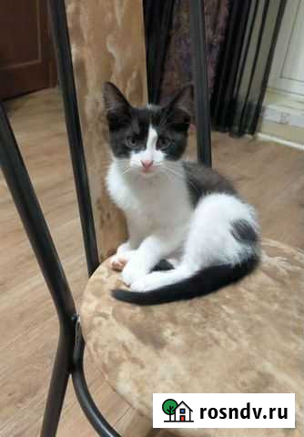 Кошка в дар Ульяновск - изображение 1