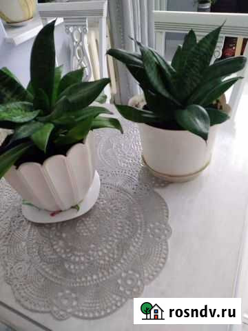 Сансевиерия Череповец - изображение 1