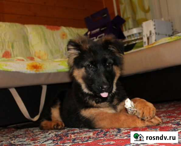 Немецкая овчарка (3 мес.) Наро-Фоминск - изображение 1