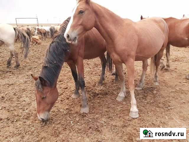Кобылы, лошади Лениногорск - изображение 1