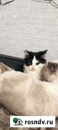 Котята в добрые руки Нижний Новгород - изображение 1