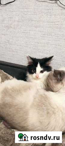 Котята в добрые руки Нижний Новгород - изображение 1