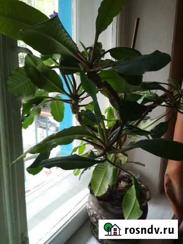 Комнатный цветок Молочай Саратов - изображение 1