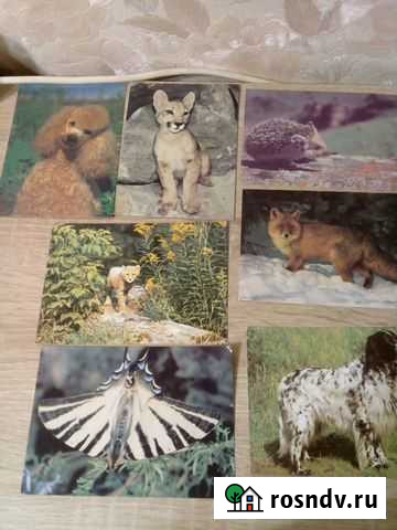 Открытки СССР Кинель - изображение 1