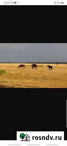 Жеребчик Степное - изображение 1