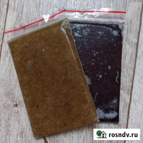 Мотыль, коретра замороженный Усть-Илимск - изображение 1