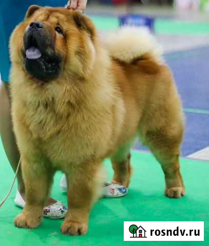 Чау-чау Курган - изображение 1