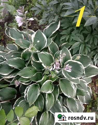 Хоста, аквилегия, лиатрисы, рудбекия Санкт-Петербург - изображение 1