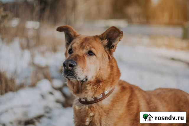 Джин в добрые руки Москва - изображение 1