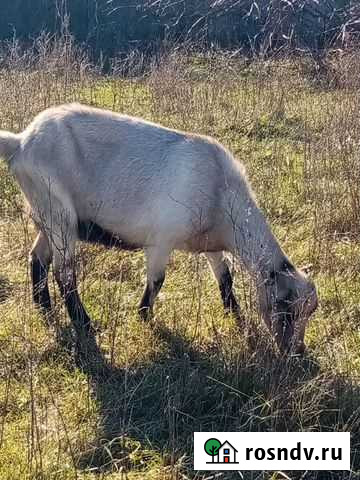 Коза котная Архонская - изображение 1