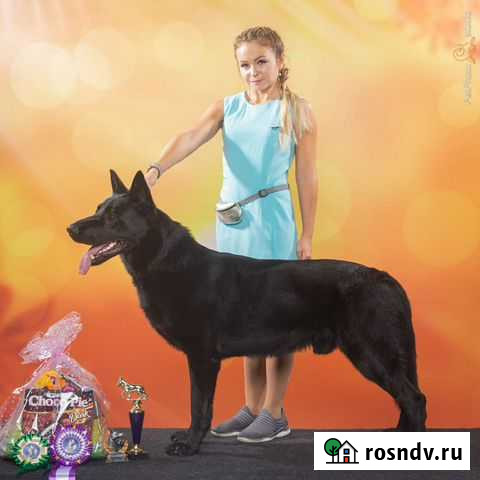 Дрессировка, подготовка к выставкам Выборг - изображение 1