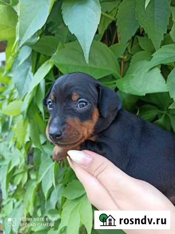 Собака Тула - изображение 1