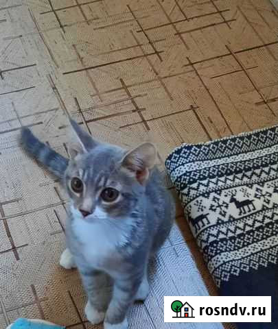 Котёнок в добрые руки Екатеринбург - изображение 1