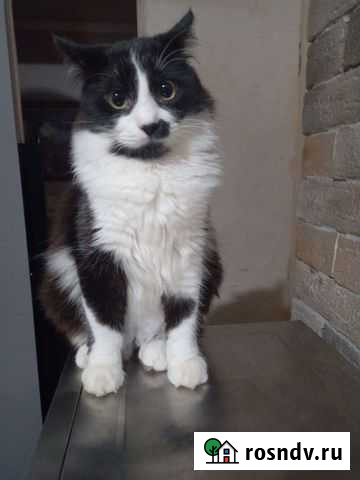 Мальчик Кузя 6 месяцев кастрирован Краснодар - изображение 1