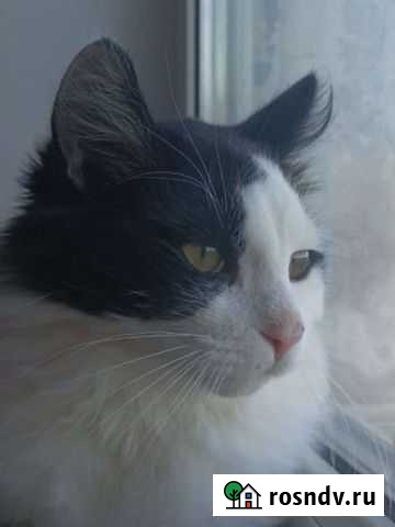 Кот Железногорск - изображение 1