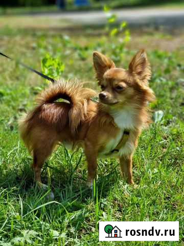 Вязка кобель чихуахуа Санкт-Петербург - изображение 1