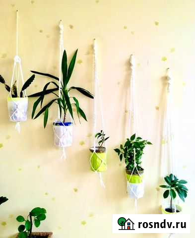 Комнатные растения Москва - изображение 1